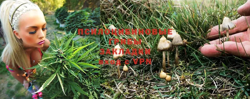 Галлюциногенные грибы Magic Shrooms  Валдай 